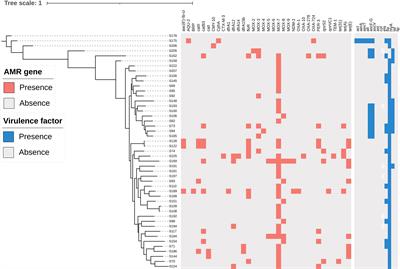 Epidemiological characteristics, virulence potential, antimicrobial resistance profiles, and phylogenetic analysis of Aeromonas caviae isolated from extra-intestinal infections